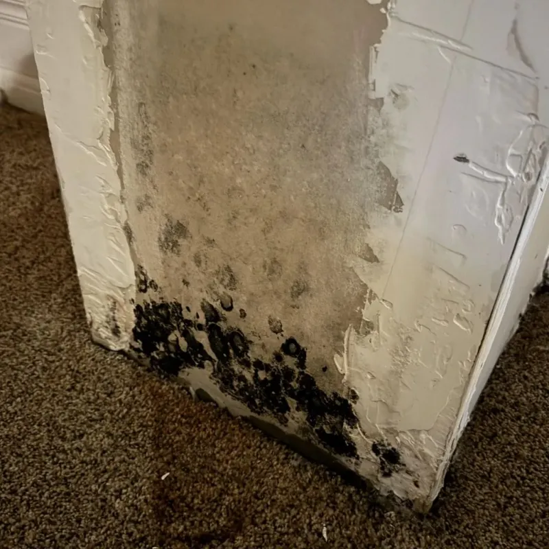 Professional Mold Removal in Paris, ME
